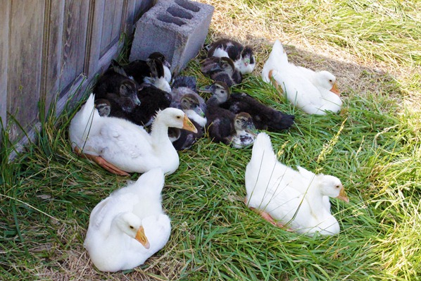[1%2520farm%252010%255B6%255D.jpg]