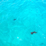 Fish Swim