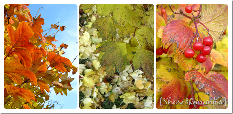 shrubs