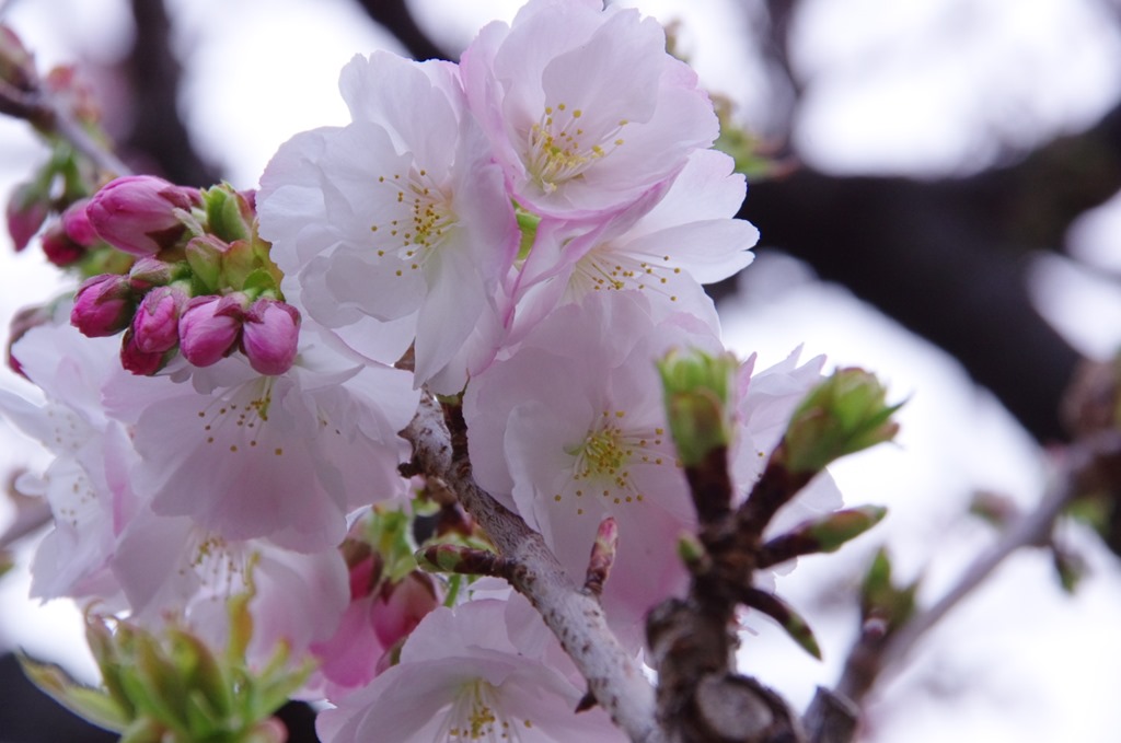 [IMGP9571_PDU-1%255B3%255D.jpg]