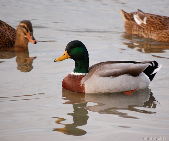 Ducks6