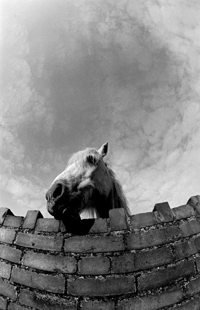 horse over a wall near Chideok 06