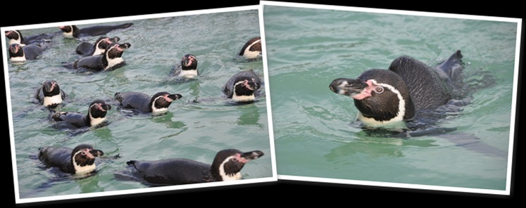 View penguins in pool & humphrey