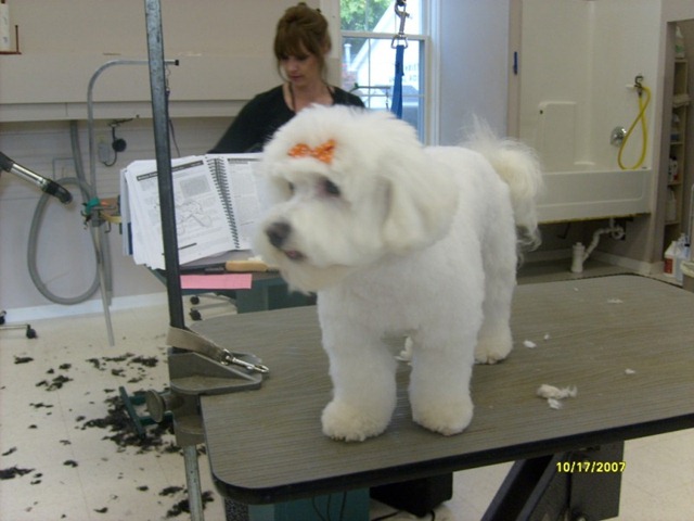 [Me%2520at%2520grooming%2520school%255B2%255D.jpg]
