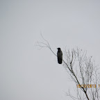 IMG_1295.JPG