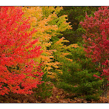 Autumn Blaze / Hiawatha National Forest / Upper MI.
