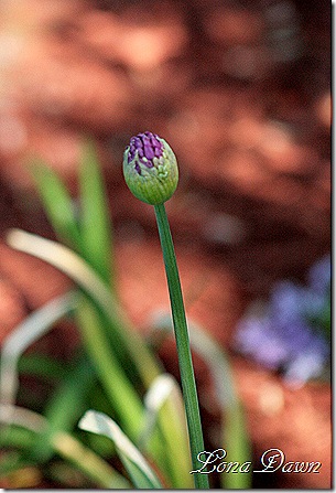 Allium_PersainBlue