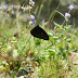 Nymphalidae%25252c%252520euploea%252520mulciber%25252c%252520striped%252520blue%252520crow