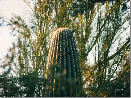 cactus in sun