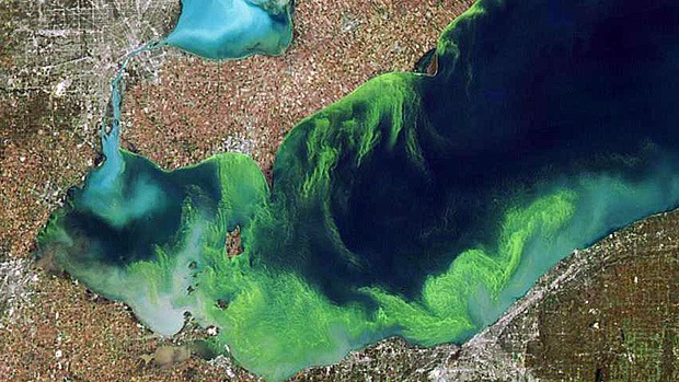 [Lake%2520Erie%2520blue-green-algae%255B3%255D.jpg]