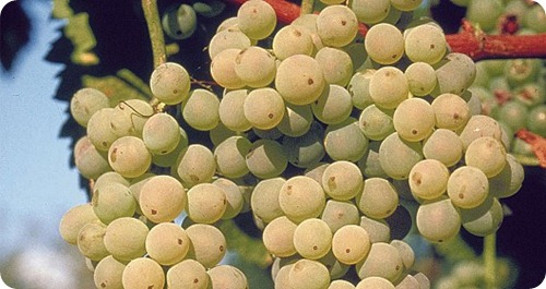 trebbiano di romagna uva