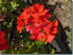 red geranium