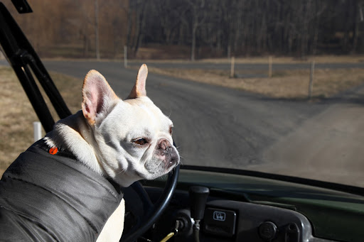 Ah, what a nice day for a drive around the farm.  However, it feels a bit brisk compared to all of the mild weather we've been having.  Now, where has Francesca gone and run off to?