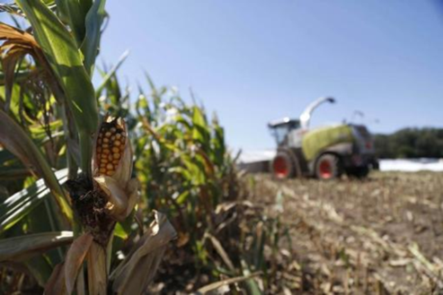 An underdeveloped cob of corn sits in a field at Sunburst Dairy, near Belleville, Wisconsin, amid a harsh drought, 6 September 2012. Photo: Darren Hauck / REUTERS