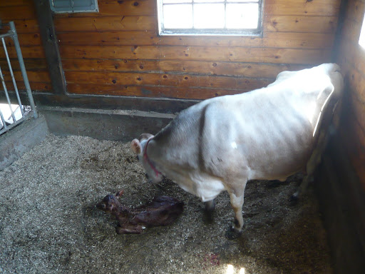 Lucinda the heifer just moments after she was born.