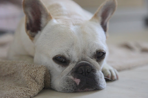 I am so drained from the heat, I can barely....