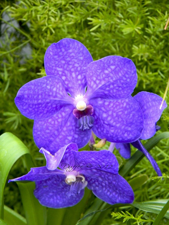 [Purple%2520Orchid%255B4%255D.jpg]