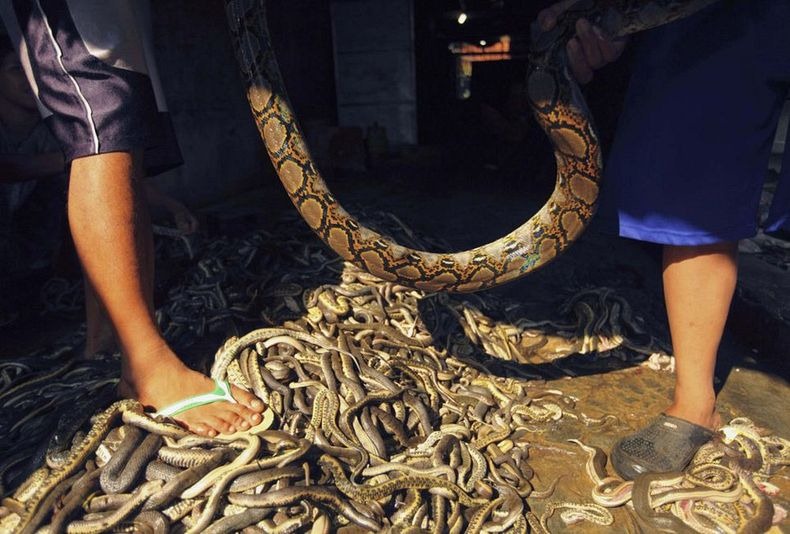 صور مدهشة لمسلخ الثعابين في اندونيسيا Snake-slaughterhouse-2%255B6%255D