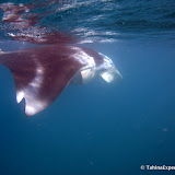 MantaRayPass MantaRayPass