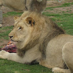 lion2.jpg
