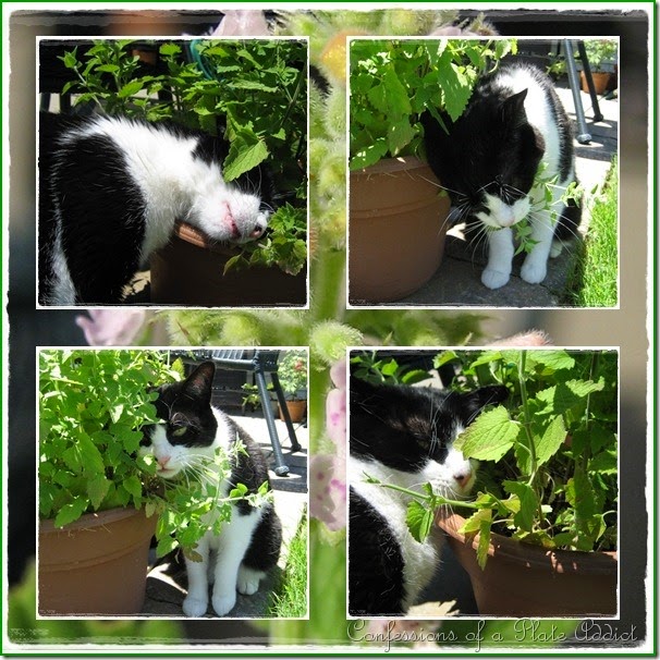 CONFESSIONS OF A PLATE ADDICT Kitty and Catnip CONFESSIONS OF A PLATE ADDICT Kitty and Catnip