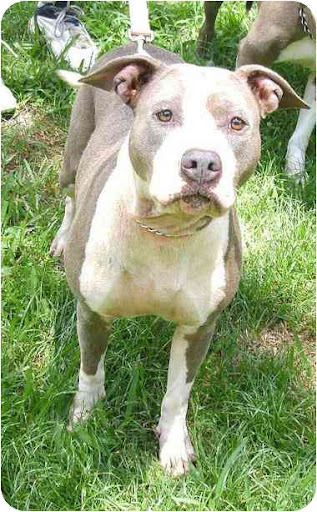 Kitty
Palatka, Fla.
See link to info. re: this pooch at end of post Kitty
Palatka, Fla.
See link to info. re: this pooch at end of post