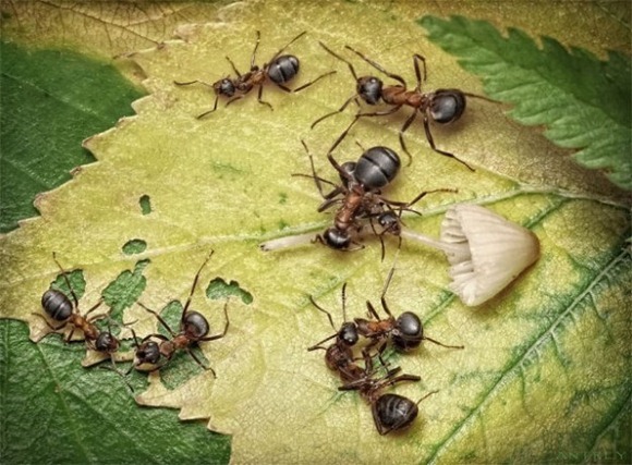Life-of-Ants-Andrey-Pavlov-06
