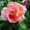 Rose.JPG