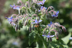 Borage has a similar taste to cucumber and was originally used as a garnish for the drink, Pimm's Cup.  Bees love borage and it's frequently planted alongside vegetables to increase pollination.