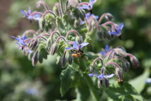 Borage has a similar taste to cucumber and was originally used as a garnish for the drink, Pimm's Cup.  Bees love borage and it's frequently planted alongside vegetables to increase pollination.