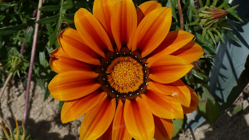 flora sonora