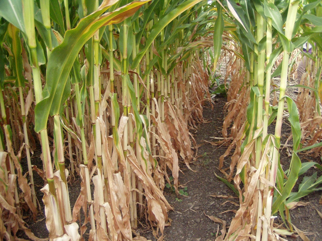 [Corn%2520Maze%2520and%2520Campers%2520003%255B5%255D.jpg]