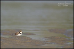 © Giuseppe Varano - Nature and Wildlife Images