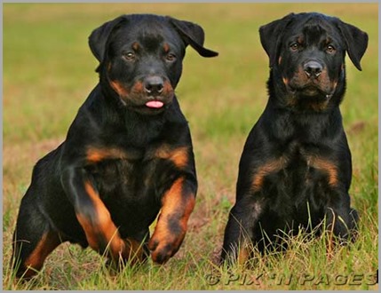 rottweiler_puppies_for_adoption9