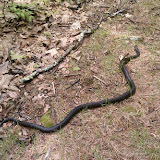Very big snake! Almost stepped on his head. I though he was a stick at first. Very big snake! Almost stepped on his head. I though he was a stick at first.