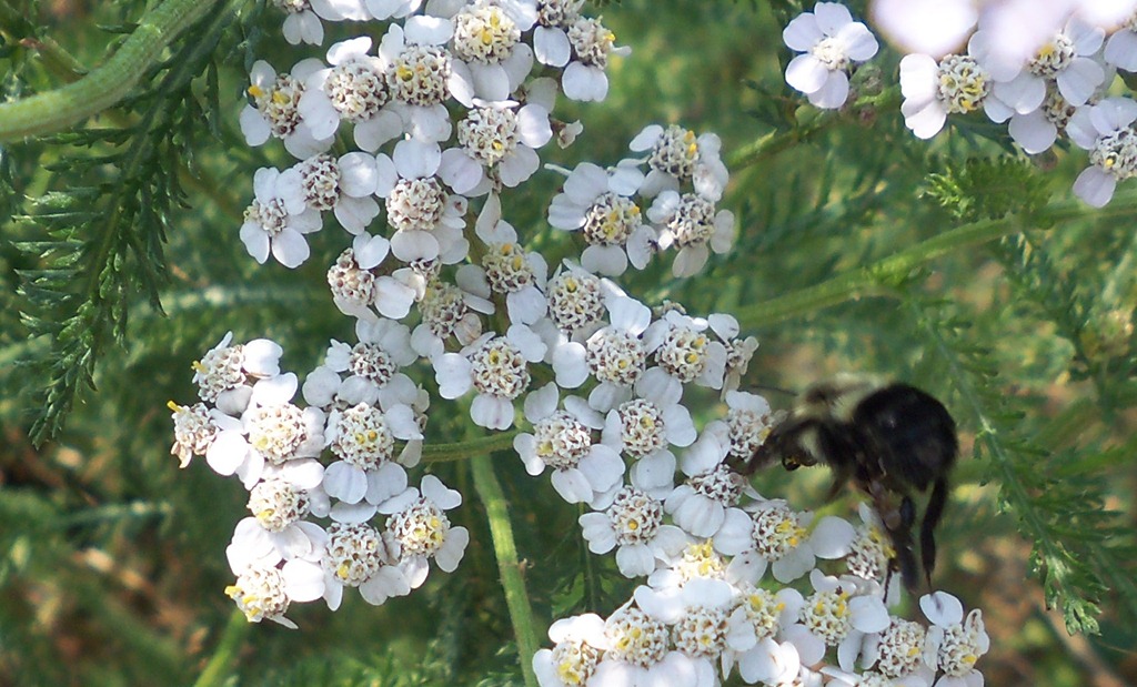 [yarrow%2520close%255B4%255D.jpg]
