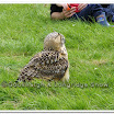 Cuerden Birds of Prey 025.jpg