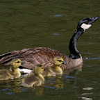 Canadian Geese & Babies