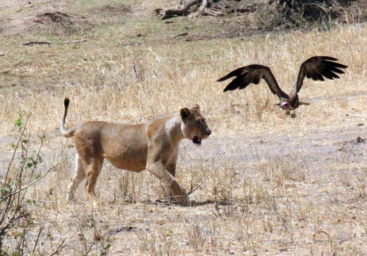 [October-24-2012-lion-chasing-bird3.jpg]