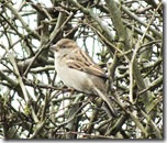 tree sparrow (2)