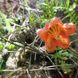 Flores do Canion do Colca (Urtiga) - Cabanaconde - Peru