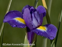 [iris1%255B3%255D.jpg]