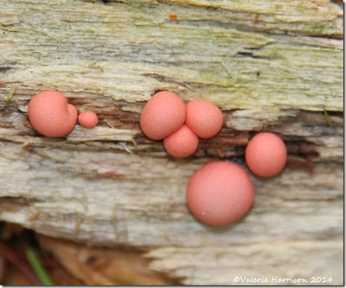 5-Pink-Bubble-Gum-Fungus