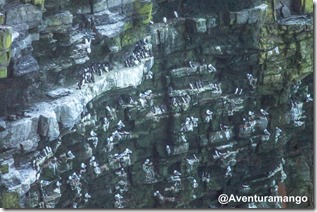 Ninhos de gaivotas nos Cliffs of Moher, Irlanda Ninhos de gaivotas nos Cliffs of Moher, Irlanda