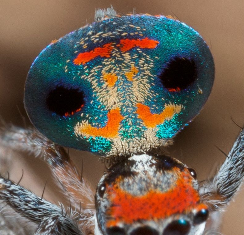 peacock-spider-3 peacock-spider-3