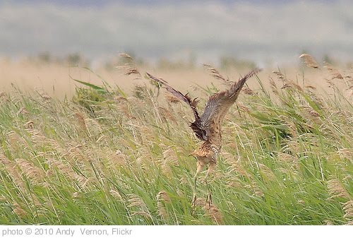'Bittern 3' photo (c) 2010, Andy  Vernon - license: http://creativecommons.org/licenses/by/2.0/