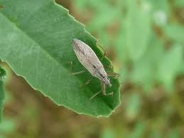 [damsel%2520bug%255B2%255D.jpg]