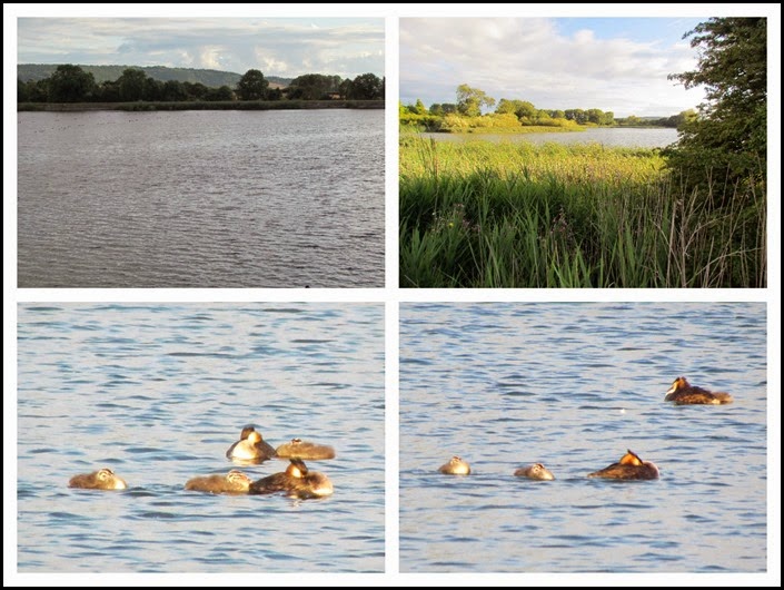 4 Resevoirs and Grebe 4 Resevoirs and Grebe