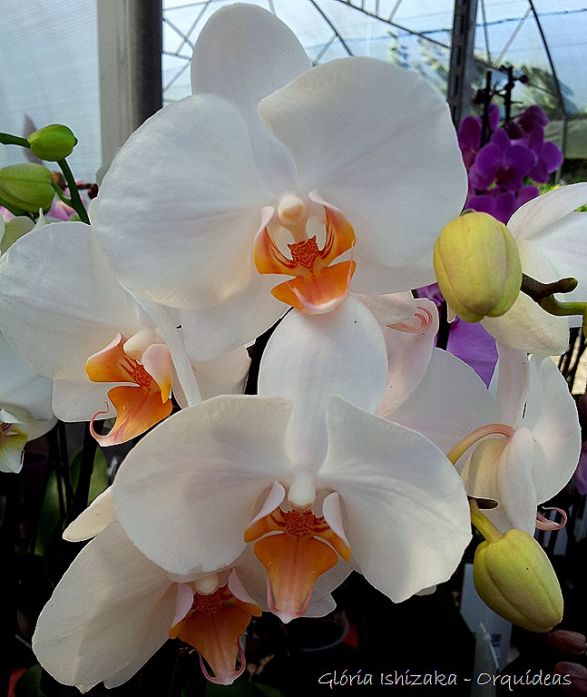 [Glria-Ishizaka---orquideas-310.jpg]