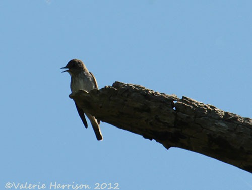 [14-Spotted-Flycatcher%255B2%255D.jpg]